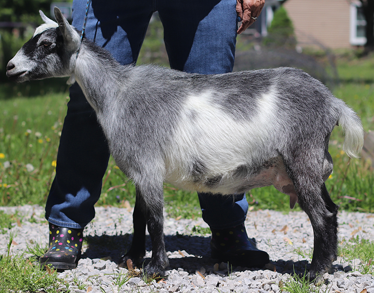 Lesperance Crazy Train